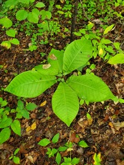 Magnolia macrophylla