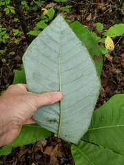 Magnolia macrophylla