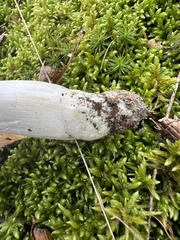 Tricholoma