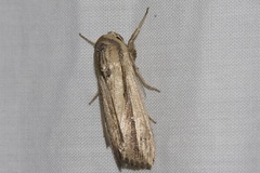 Leucania stenographa