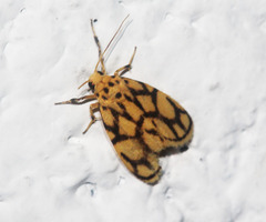 Miltochrista conjunctana