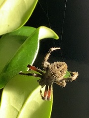 Neoscona domiciliorum