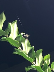 Neoscona domiciliorum