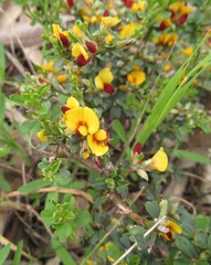 Pultenaea largiflorens