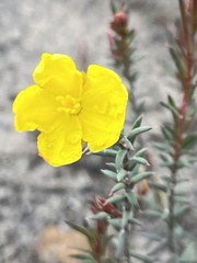 Hibbertia acicularis