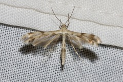 Trichoptilus ceramodes