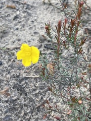 Hibbertia acicularis
