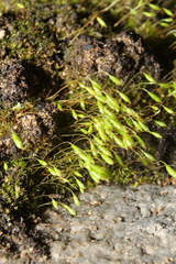 Leptodontium
