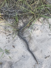 Sistrurus miliarius barbouri