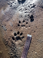 Lontra longicaudis