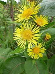 Inula racemosa