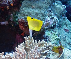 Forcipiger longirostris