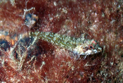 Enneapterygius atrogulare