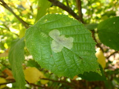 Cameraria corylisella