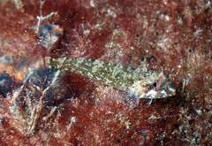 Enneapterygius atrogulare