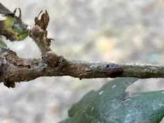 Kermesidae