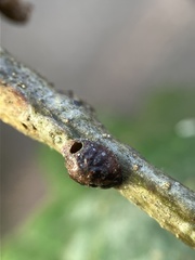 Kermesidae