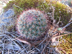 Mammillaria rhodantha fera-rubra