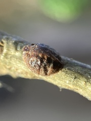 Kermesidae