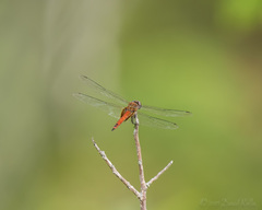 Tramea abdominalis