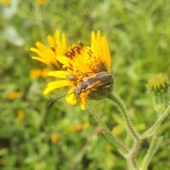 Chauliognathus limbicollis