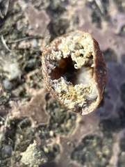 Kermesidae