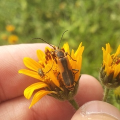 Chauliognathus limbicollis