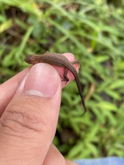 Takydromus tachydromoides