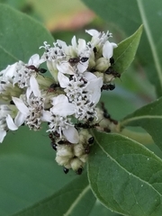 Crematogaster laeviuscula