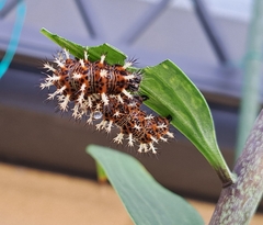 Kaniska canace