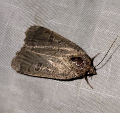 Abagrotis
