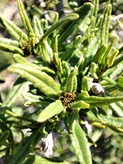 Cordia decandra