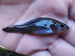 Aphredoderus sayanus