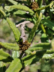 Cordia decandra