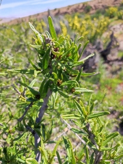 Cordia decandra