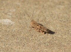 Spharagemon cristatum