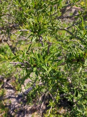 Cordia decandra