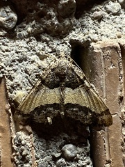 Frederickia hypaethrata