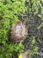 Tricholoma caligatum