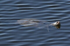Malaclemys terrapin terrapin