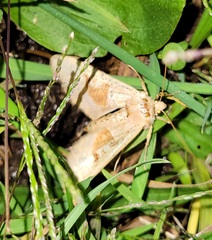 Phlogophora periculosa