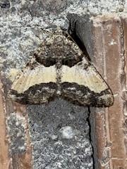 Frederickia hypaethrata