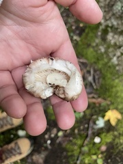 Tricholoma caligatum