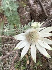 Actinotus helianthi