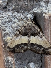 Frederickia hypaethrata