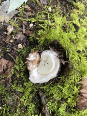 Tricholoma caligatum