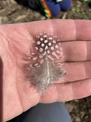 Numida meleagris domesticus