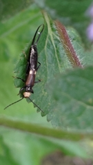 Paratimomenus flavocapitata