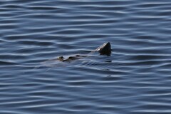 Malaclemys terrapin terrapin