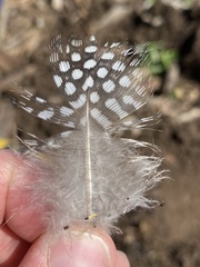 Numida meleagris domesticus